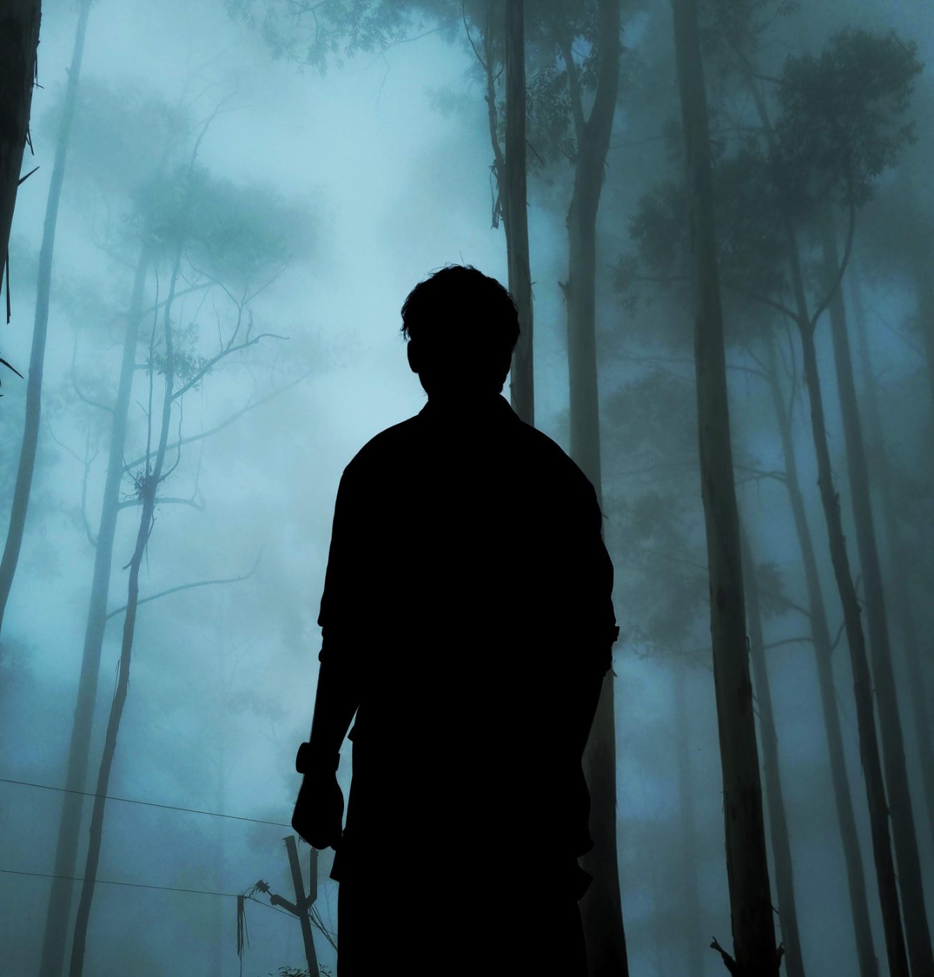 Standing in a misty pine forest